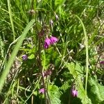 Primula matthioli Flower