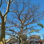 Ceiba pentandraFruit