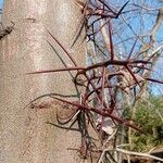 Gleditsia sinensis Bark