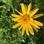 Arnica montana 花