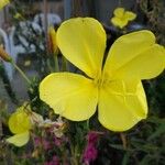 Oenothera glaziovianaFlower