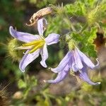 Solanum citrullifolium 花