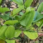 Smilax auriculata Folio