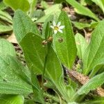 Sisyrinchium angustifoliumപുഷ്പം