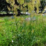 Rumex thyrsiflorus Buveinė