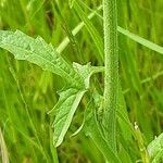 Sisymbrium officinale Лист