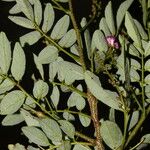 Lonchocarpus lanceolatus Cvet