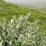 Salix lapponum Yaprak