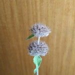 Clinopodium vulgare Flower