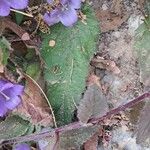 Campanula pelviformis Hoja