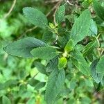 Bystropogon canariensis Leaf