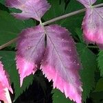 Angelica triquinata 葉