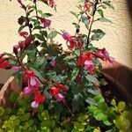 Fuchsia hybrida Flor