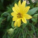 Helianthus divaricatus Квітка