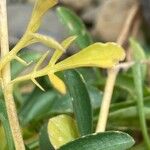 Valeriana apula Leaf