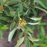 Byrsonima sericeaപുഷ്പം