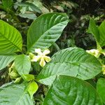 Voacanga africana Blad