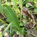 Plantago lanceolata Blad