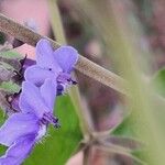 Vitex trifolia Цвят