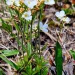 Androsace obtusifolia Libunga