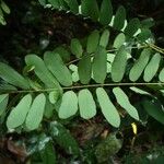 Dalbergiella welwitschii Hoja