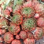 Sempervivum minutum Flor