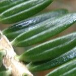 Abies nebrodensis 其他