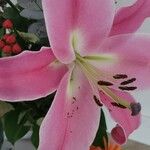Lilium candidum Kwiat