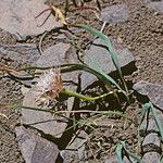 Allium anceps Kvet