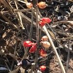 Bursera schlechtendalii Fruto