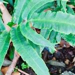 Dryopteris sieboldii Leaf