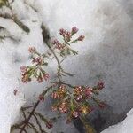 Erica australis Çiçek