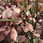 Retama raetam Fleur