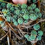 Saxifraga caesia Likasa