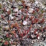 Sedum cespitosum Yeri