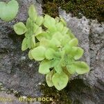 Aeonium goochiae Hábito