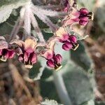 Asclepias californica Flower