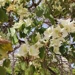 Bauhinia variegata Цветок