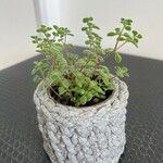 Crassula expansaЛіст