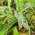 Ophrys × nouletii Лист