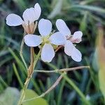 Diplotaxis erucoidesFlor