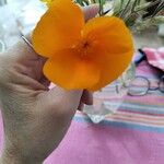 Eschscholzia caespitosa Flower