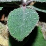Hieracium stelligerum 葉