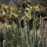 Ceropegia dichotoma Habit