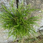 Asplenium septentrionale Ліст