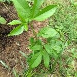 Passiflora edulis 葉