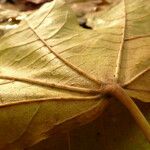 Acer pictum Leaf