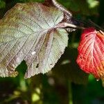 Corylus maxima Blad