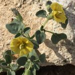 Physalis crassifolia Habitatea