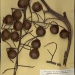 Leopoldinia pulchra Fruto
